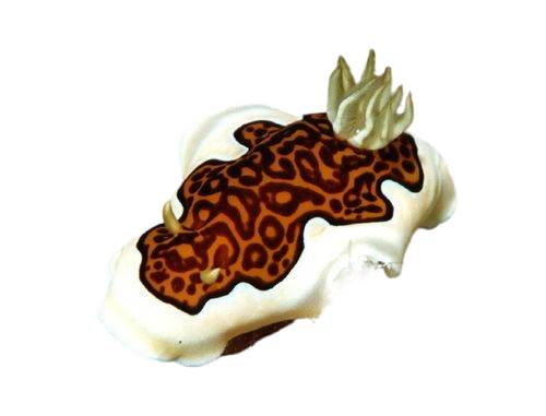 Goniobranchus gleniei